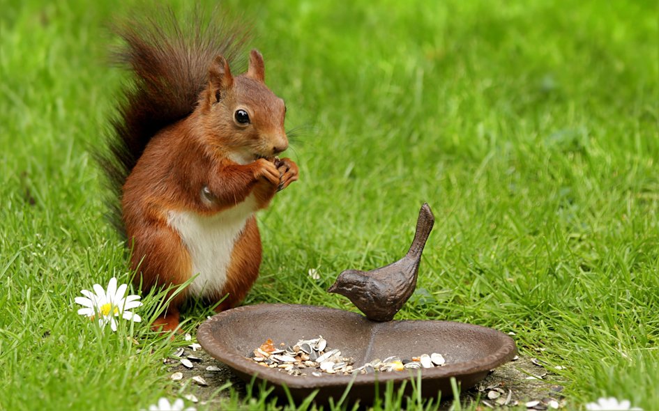 Squirrel Squirrel
